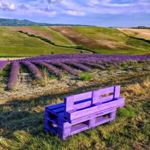 campi lavanda pieve di santa luce
