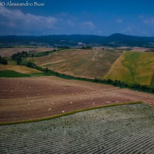 campi lavanda santa luce