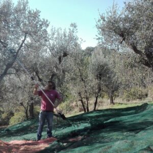 raccolta olive podere mandriato pieve santa luce
