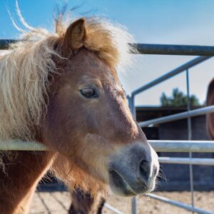 vacanze a cavallo