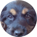 Antonino Ciccarella profile picture